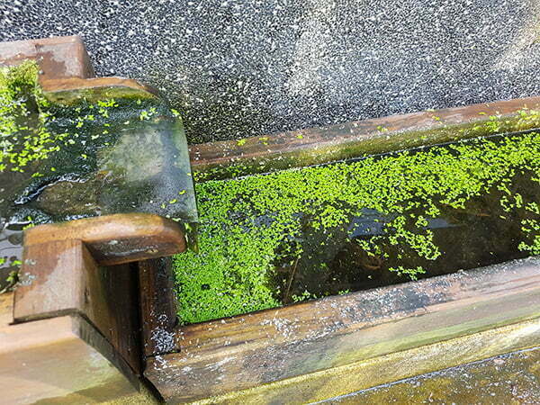 petsyoyo寵遊網－布佬廚房蔬食餐廳