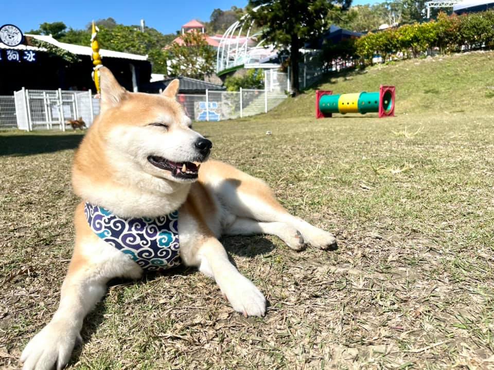 台中北屯寵物友善景點-海灣樂世界_比比的祕密花園提供