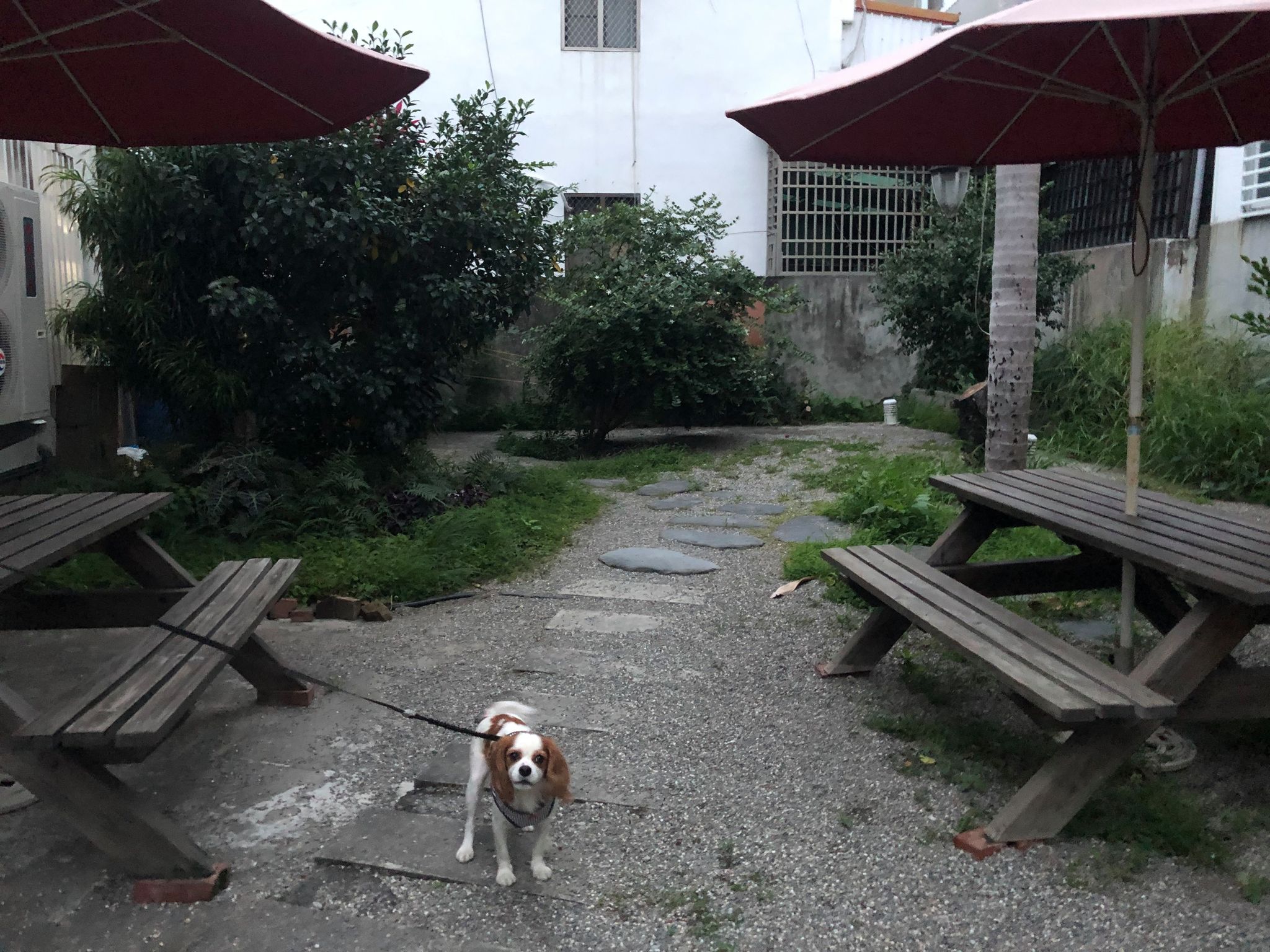 台東寵物友善餐廳-193咖啡館_查理士小獵犬提供