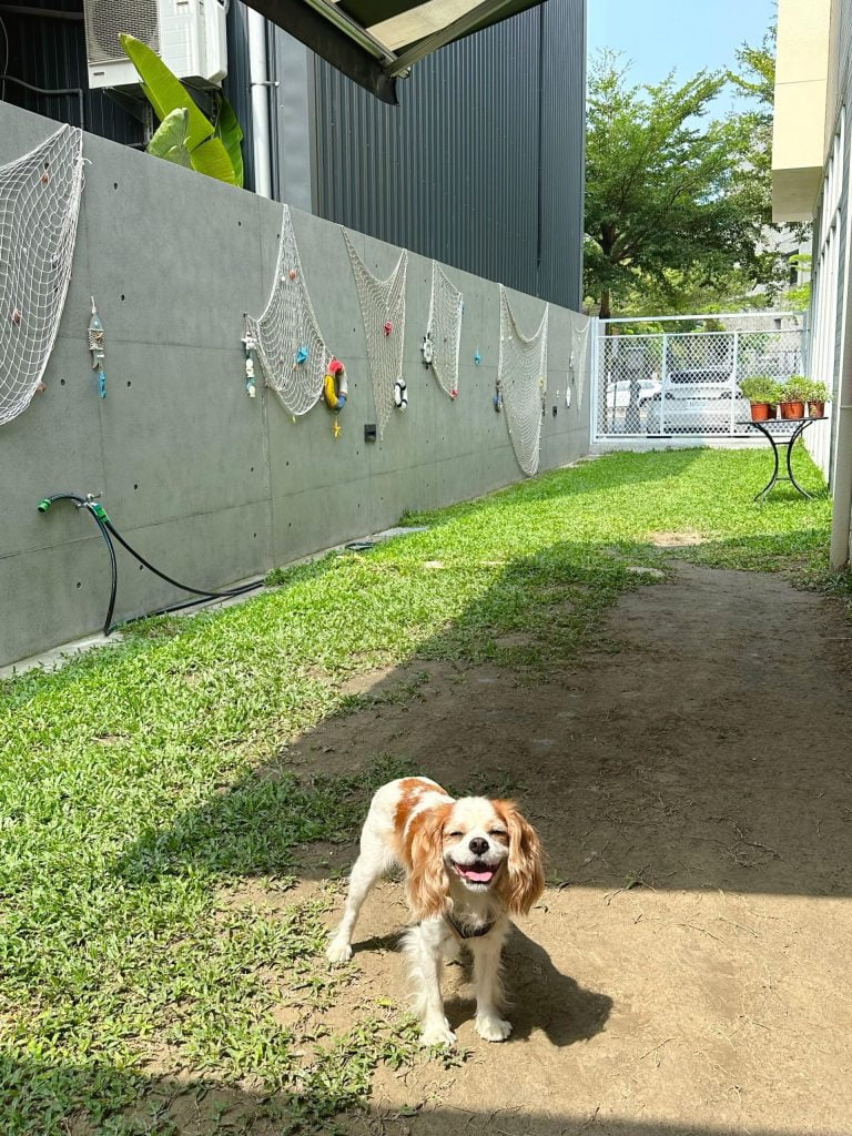 台中寵物友善餐廳 寵物游泳池 寵物旅館 寵物美容 派特寵物友善餐廳 查理士小獵犬 Q比郊遊趣