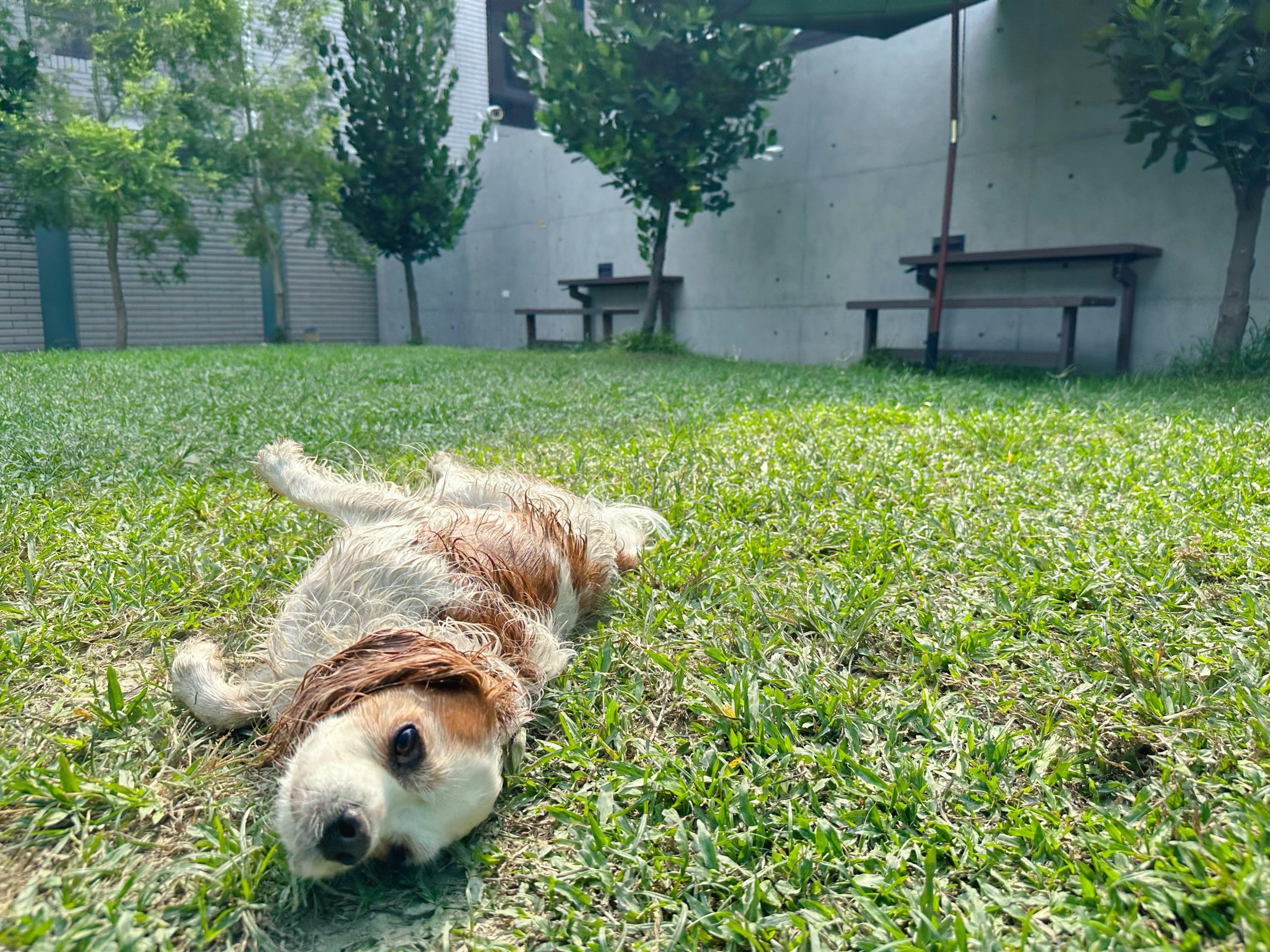 台中 寵物友善 餐廳 寵物游泳池 寵物旅館 寵物美容 派特 寵物友善餐廳 查理士小獵犬 Q比郊遊趣